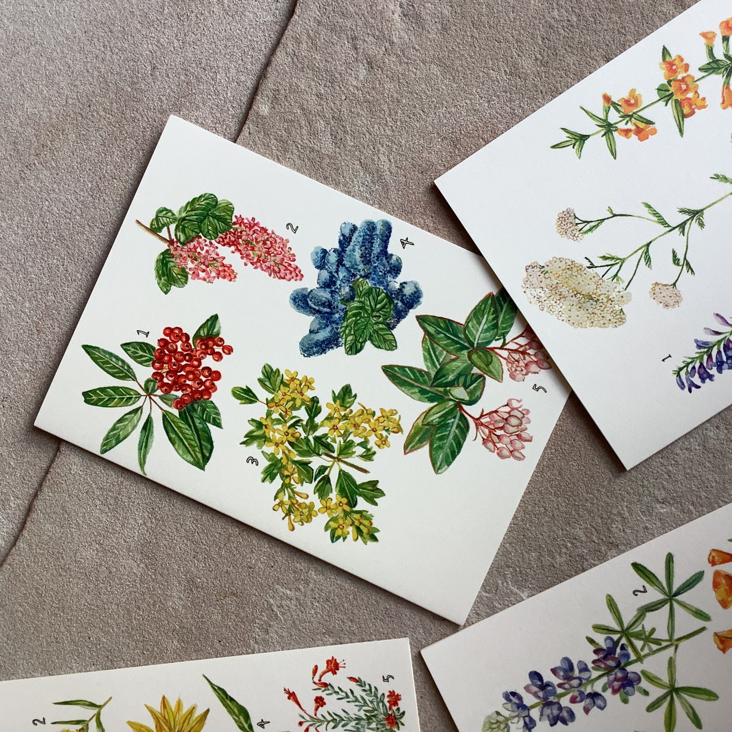California Botany Card Set