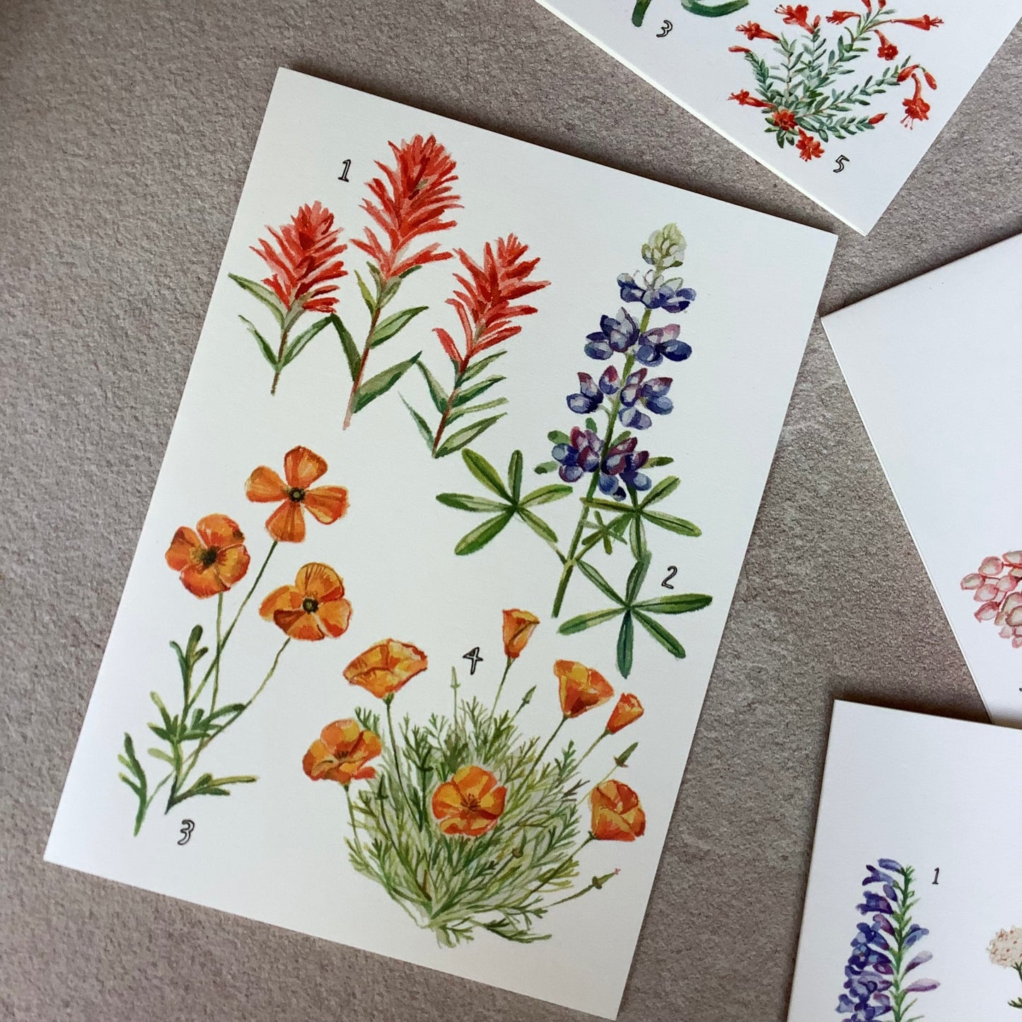 California Botany Card Set